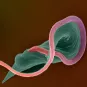 Infection et épidémiologie - Institut Pasteur