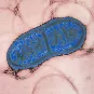 Serratia marcescens - Institut Pasteur