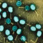 bacteriophage escherichia coli - Institut Pasteur