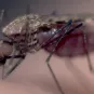  Moustique Anopheles gambiae