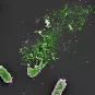 Phagothérapie et système immunitaire
