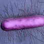 E. coli - institut pasteur