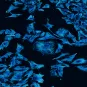 Cancer Initiative at Institut Pasteur