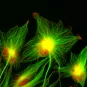 Cancer Initiative at Institut Pasteur