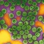 Papillomavirus 