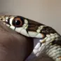 Morsure de serpent - Institut Pasteur
