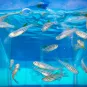 Recherche sur les modèles animaux - Nos engagements