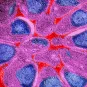 Vers de nouveaux médicaments efficaces contre le paludisme - Institut Pasteur