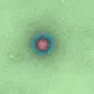 Coronavirus - SARS-CoV - SRAS - Institut Pasteur
