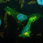 Shigella