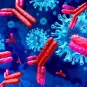 Covid-19 : pas d’immunité croisée conférée par d’autres coronavirus chez les enfants