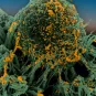 Coronavirus - SARS-CoV-2 - Institut Pasteur