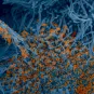 Coronavirus - SARS-CoV-2 - Institut Pasteur
