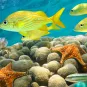 Photo illustrative, prise de vue sous-marine, poissons colorés