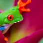 Photographie illustrative du Costa Rica 