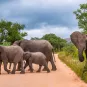 Eswatini (ex Swaziland) photo illustrative, groupe d'éléphants