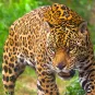 Photographie illustrative du Guyana, jaguar en forêt