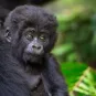 Photo illustrative de la république du Congo, parc national, gorilles