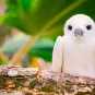Photo illustrative, oiseau fantôme sacré - espèce Sterna nereis), oiseau commun aux Seychelles