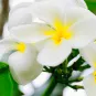 Photographie illustrative de Vanuatu, Fleurs de tiaré