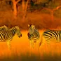 Photographie illustrative, zèbres dans la savane du Zimbabwe