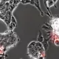 Eclairage sur la réplication du SARS-CoV-2 dans des cellules de chauve-souris