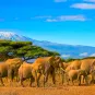 Photographie illustrative du Kenya, troupeau d'éléphants au loin la montagne du Kilimanjaro