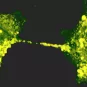 Le SARS-CoV-2 détourne les nanotubes reliant les neurones afin de les infecter