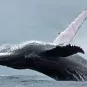 Photographie illustrative des îles Tonga, baleine à bosse