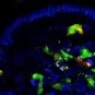 cellules lymphoïdes innées de type 3 - Institut Pasteur