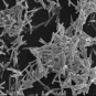 Mycobacterium tuberculosis, agent de la tuberculose. Microscopie electronique à balayage.