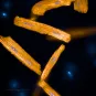 cardiomyocytes de souris en orange, mitochondries en bleu