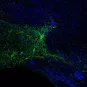 Image de microscopie montrant par fluorescence des neurones inhibiteurs (en vert) découverts dans le système olfactif. © Institut Pasteur/Gabriel Lepousez