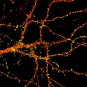 Neurone - Institut Pasteur