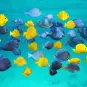 Photo sous-marine - Poissons exotiques, Saint-Martin