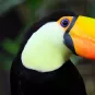 Photo illustrative Toucan - Guyane