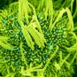 Human bronchial cells (green) infected with SARS-CoV-2 (blue) - Institut Pasteur