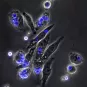 Cryptocoques en interaction avec des macrophages - Institut Pasteur