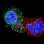 LTCD8 rentre en contact avec un LTCD4 infecté par le VIH - © Institut Pasteur