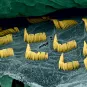 Cellules sensorielles auditives de l'oreille interne © Institut Pasteur
