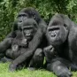 Western lowland gorilla © AdobeStock
