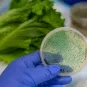 Contamination bactérienne dans la laitue romaine. Crédit : Adobe Stock.
