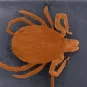 Ixodes ricinus