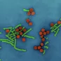 Virus de l'hépatite B (VHB)