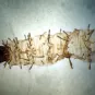 Phlebotomus perfiliewi
