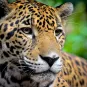 Photo illustrative - Bélize- jaguar