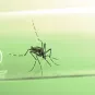 Moustique Aedes aegypti femelle