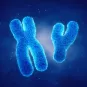 Chromosomes 