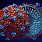 coronavirus © Adobe Stock
