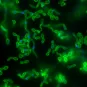 Candida albicans en microscopie à fluorescence © Institut Pasteur/Fabien Cottier et Emmanuelle Perret